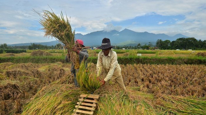 Pemkab Batang Menjamin Pupuk Bersubsidi Tersedia bagi Petani