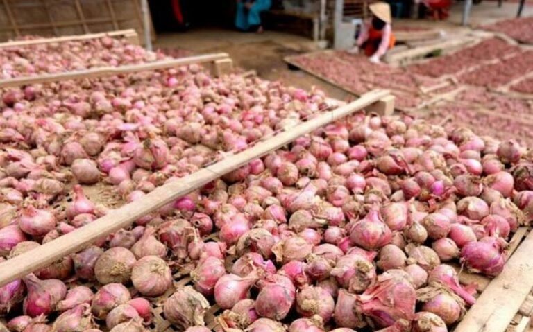 Temanggung Berpotensi Budi Daya Bawang Merah