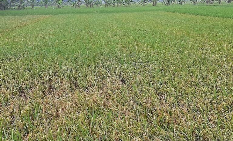 Meski Kemarau, 20.000 Hektare Tanaman Padi di Cilacap Siap Panen