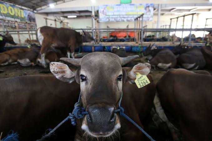 Daging Kurban Disarankan MUI Diolah dan Dibagi kepada Warga Terdampak Pandemi