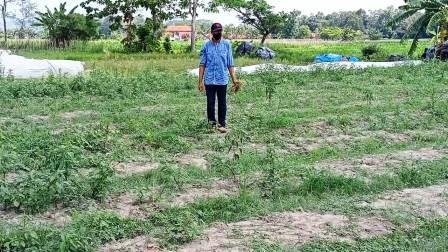 Petani Klaten Gagalkan Pencurian Bawang Merah, Usir Pelaku dengan Senapan Angin