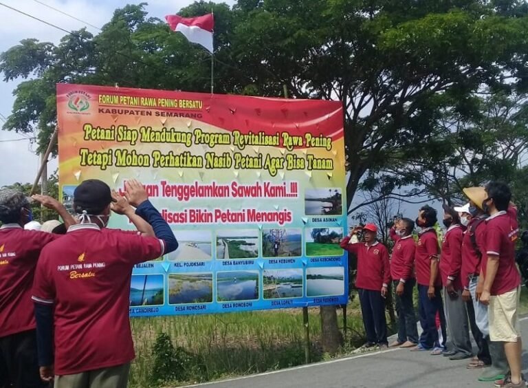 Tak Bisa Tanam Padi, Petani Rawa Pening: Jangan Tenggelamkan Sawah Kami!!!