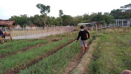 Raih Omzet Rp 100 Juta, Petani Milenial Raup Untung dari Budidaya Bawang Merah