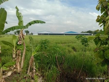 Aroma Ganggu Sekolah dan Pemukiman, Kandang Ayam Tak Berizin Ditegur Satpol PP