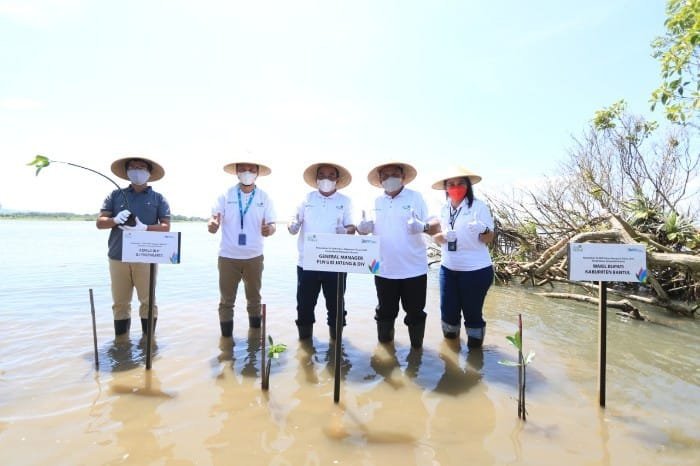 Cegah Abrasi, PLN Peduli Berikan Bantuan 10.000 Bibit Mangrove