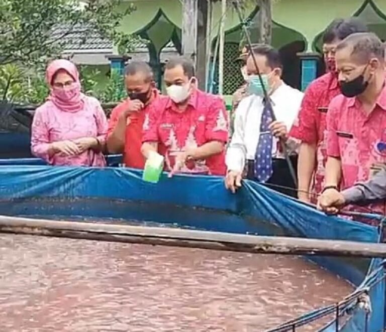 Ribuan Kilogram Lele Jembangan Kabupaten Semarang Banjiri Pasar Lokal