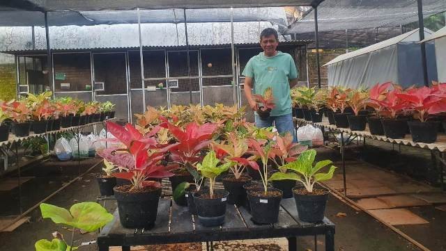 Jatuh Cinta Dengan Tanaman Hias