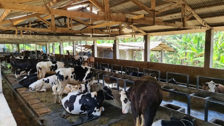 Tingkatkan Dukungan Penyaluran KUR, BCA Salurkan KUR Kepada KUD Dadi Jaya