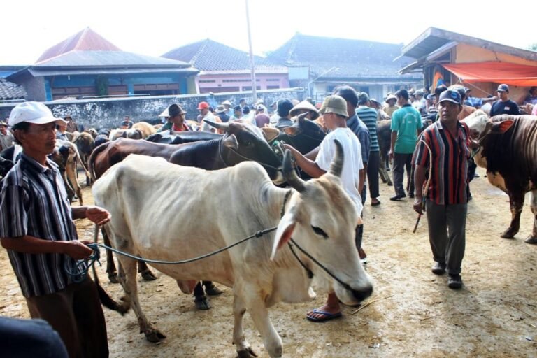 Puluhan Sapi Terjangkit LSD