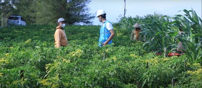 Electrifying Agriculture PLN Dukung Bantul Jadi Kawasan Food Estate Indonesia