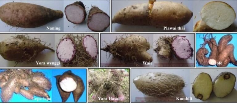 Prospek Gembili Sebagai Alternatif Pangan Fungsional
