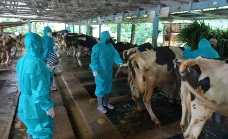 Belasan Ekor Sapi di Salatiga Terjangkit PMK, Begini Gejalanya 