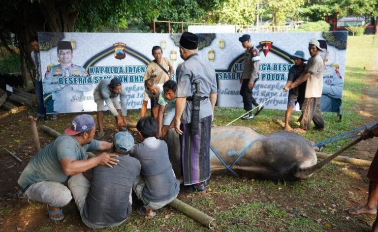 Luar Biasa! Polda Jateng Qurban 176 Sapi dan 215 Kambing