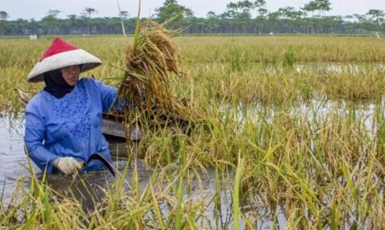 Geger Bantuan Petani di Kudus, Kelompok Tani Bantah Lakukan Pungutan 