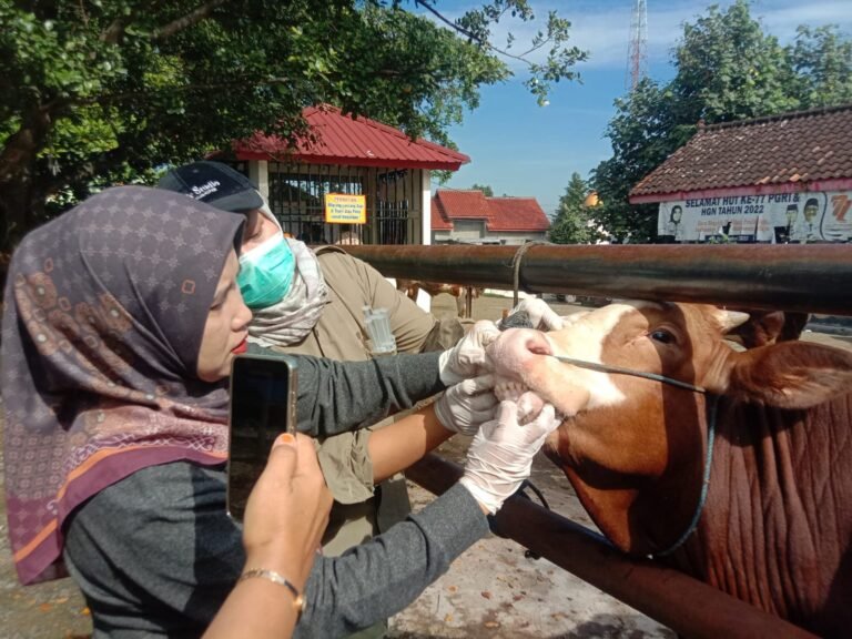Ancaman Penyakit Mulut dan Kuku di Sukoharjo, Pasar Sapi Bekonang Sepi Pembeli