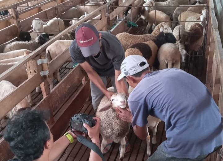 Antisipasi PMK, Peternak di Sukoharjo Ini Gunakan Jamu untuk Kesehatan Ternak