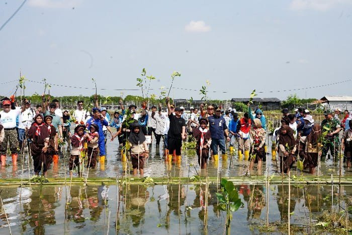 PLN Tanam 4.000 Mangrove di Pantai Randusanga Indah Brebes